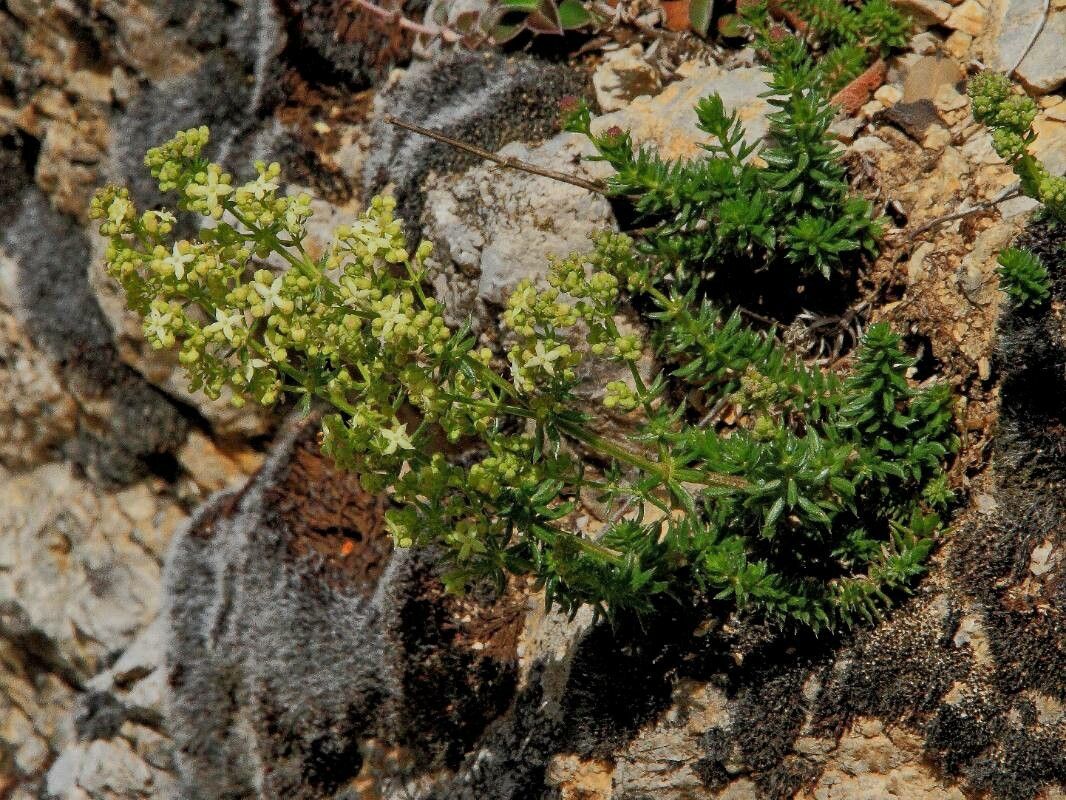 Galium aetnicum
