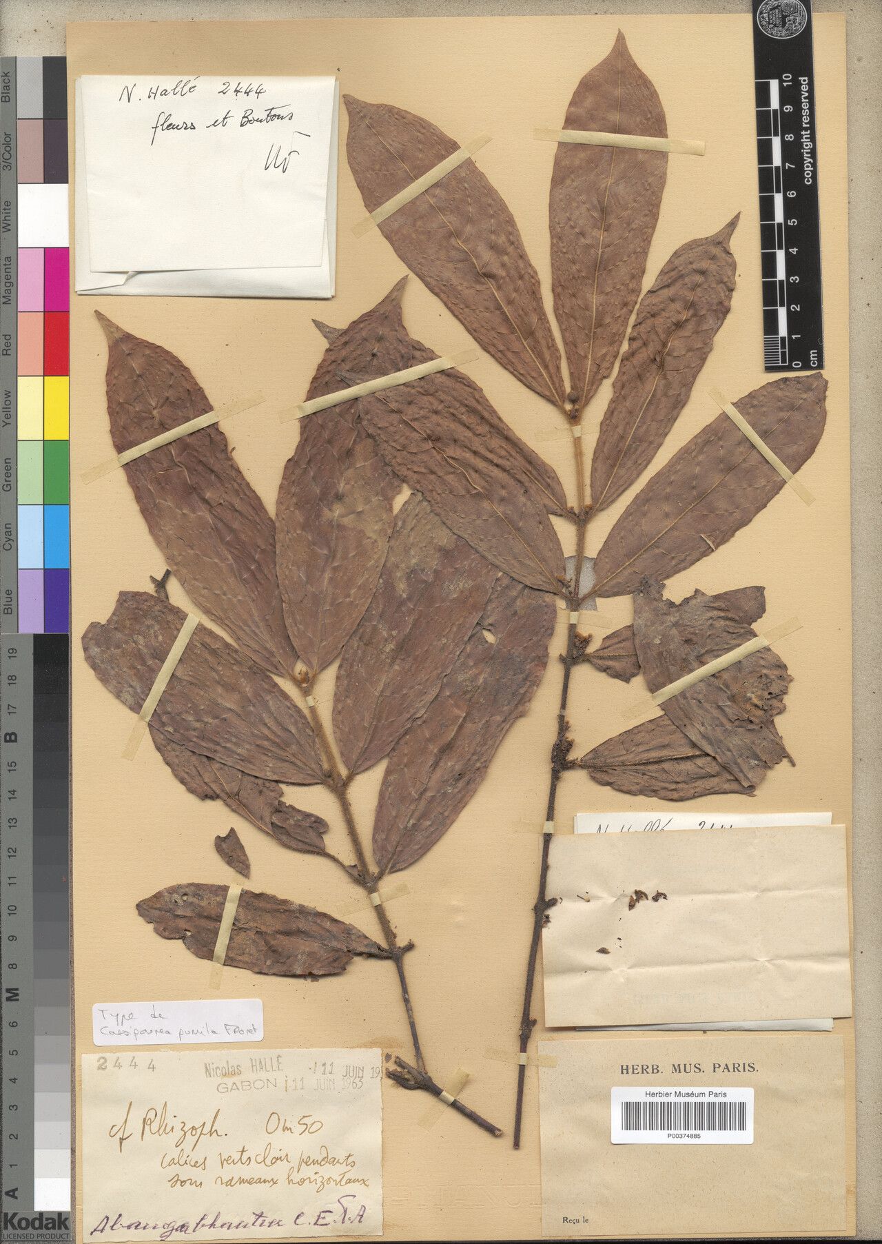 Cassipourea pumila — search result for 'Cassipourea'