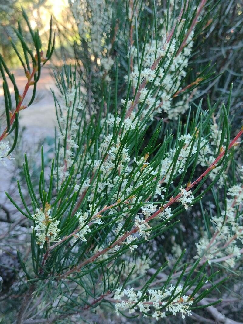 Hakea propinqua habit