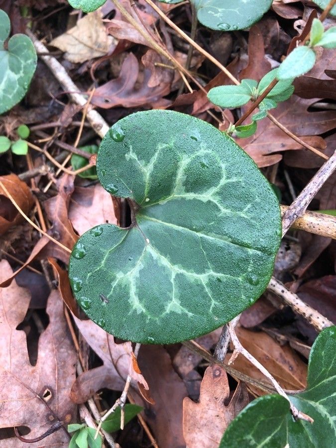 Hexastylis virginica leaf