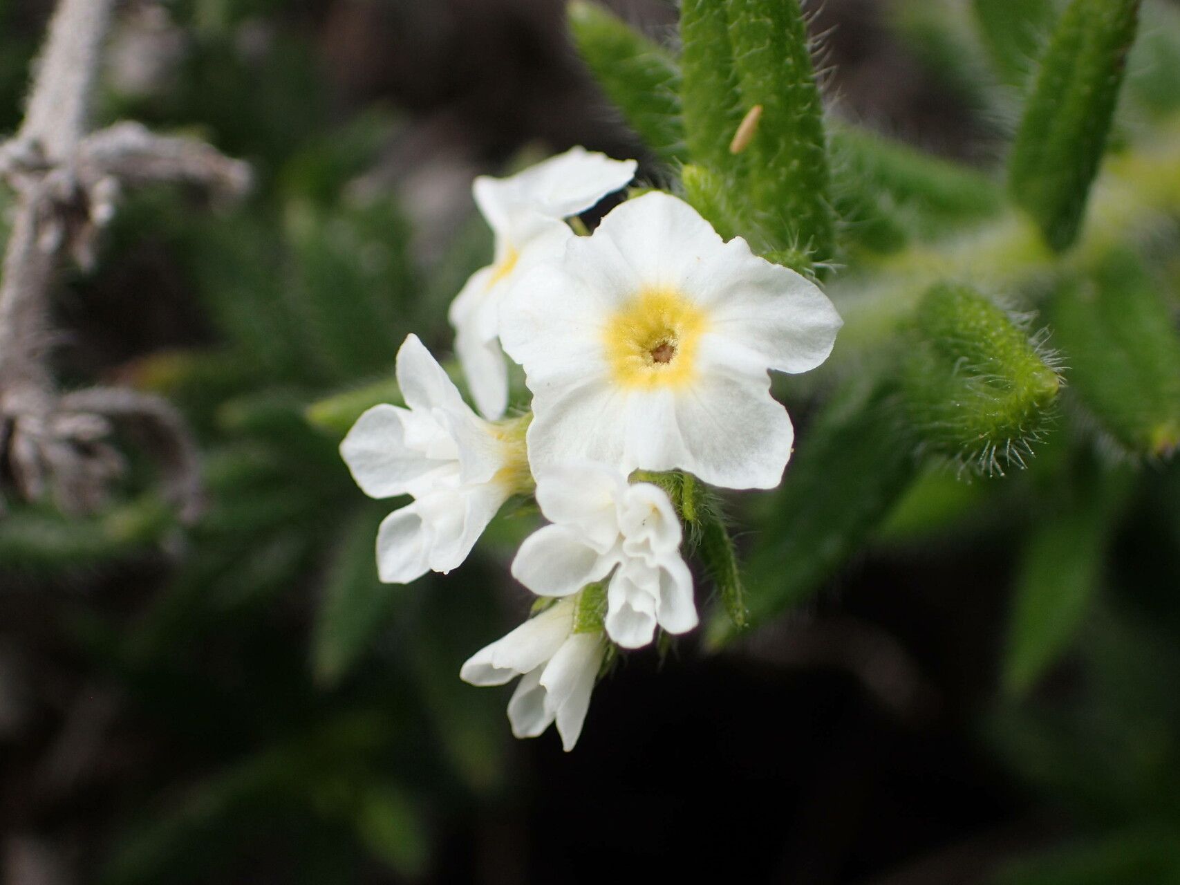 Euploca humilis flower