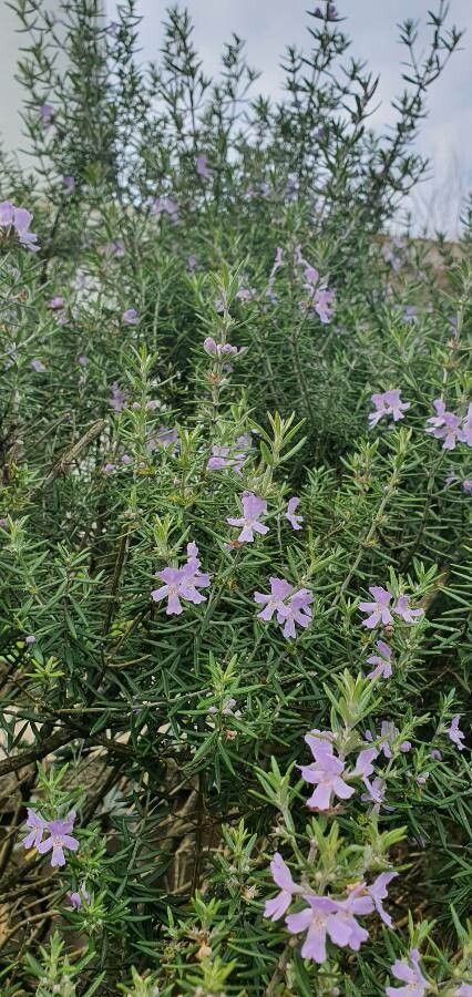 Westringia eremicola habit