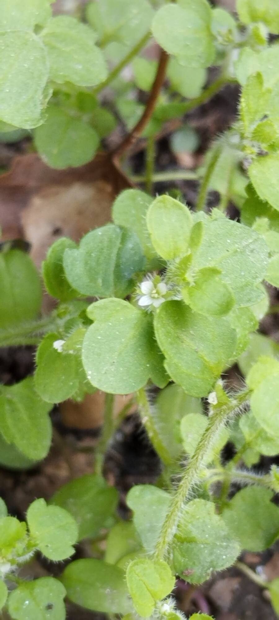 Veronica stewartii — houseplant care guide