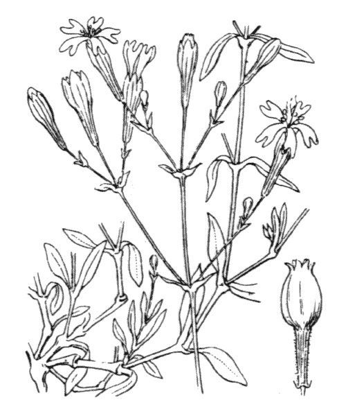 Silene multicaulis — houseplant care guide