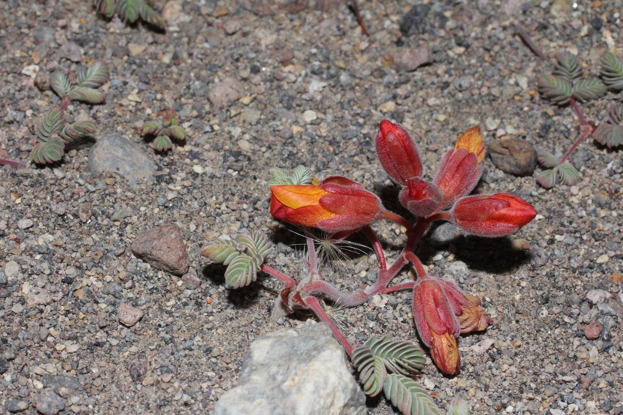 Hoffmannseggia minor flower