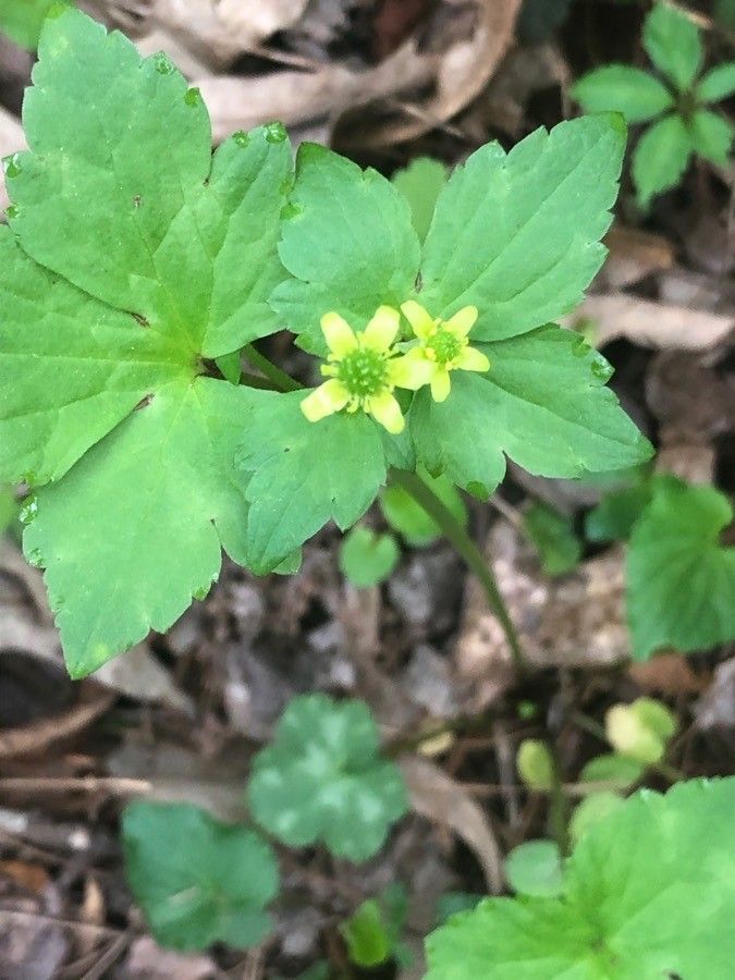 Ranunculus recurvatus flower