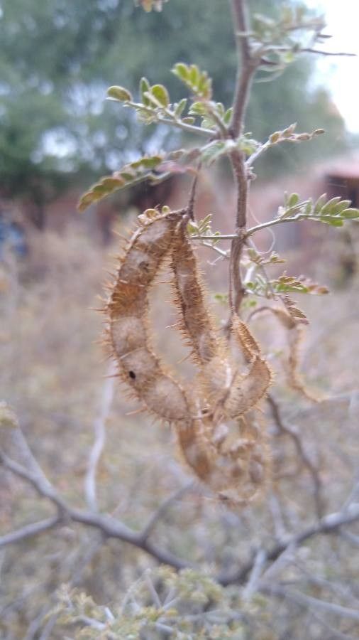 Mimosa monancistra fruit