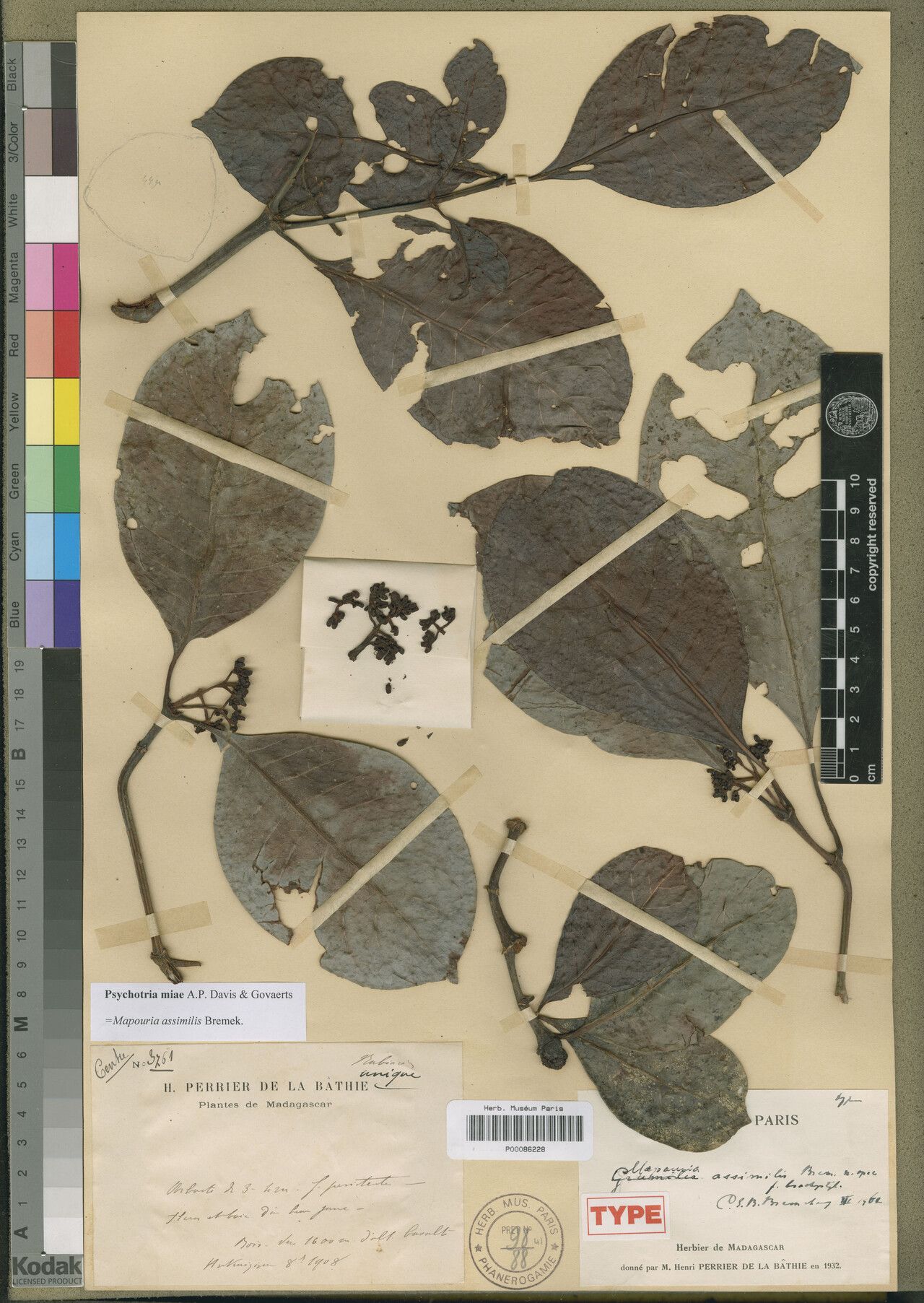 Psychotria miae — houseplant care guide