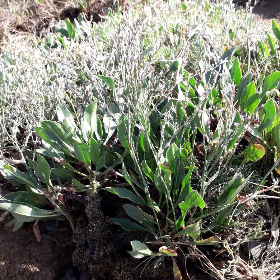 Limonium humile habit