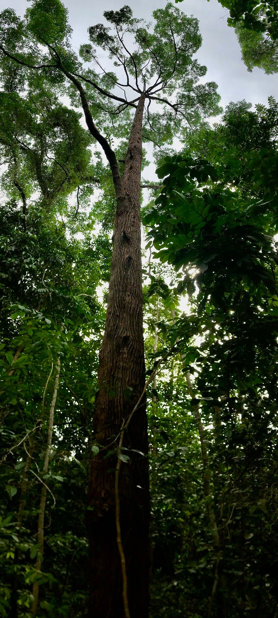 Cyrtophyllum fragrans — search result for 'Burma'