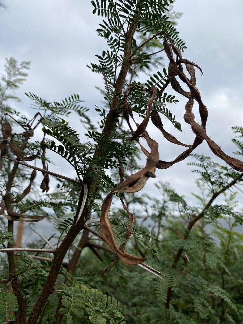 Vachellia karroo fruit