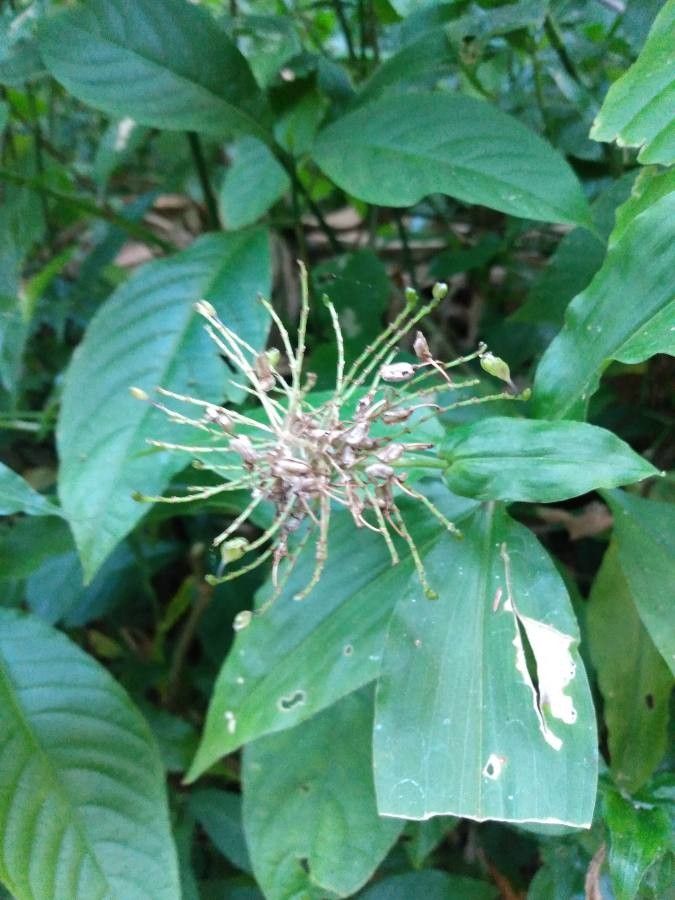 Pollia japonica flower
