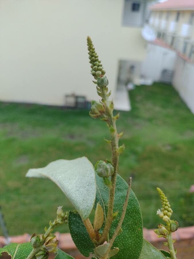 Croton sellowii flower