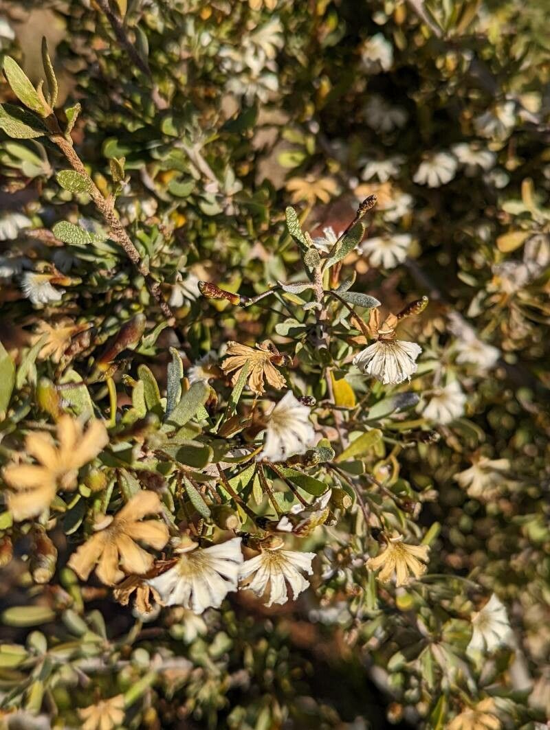 Scaevola spinescens leaf
