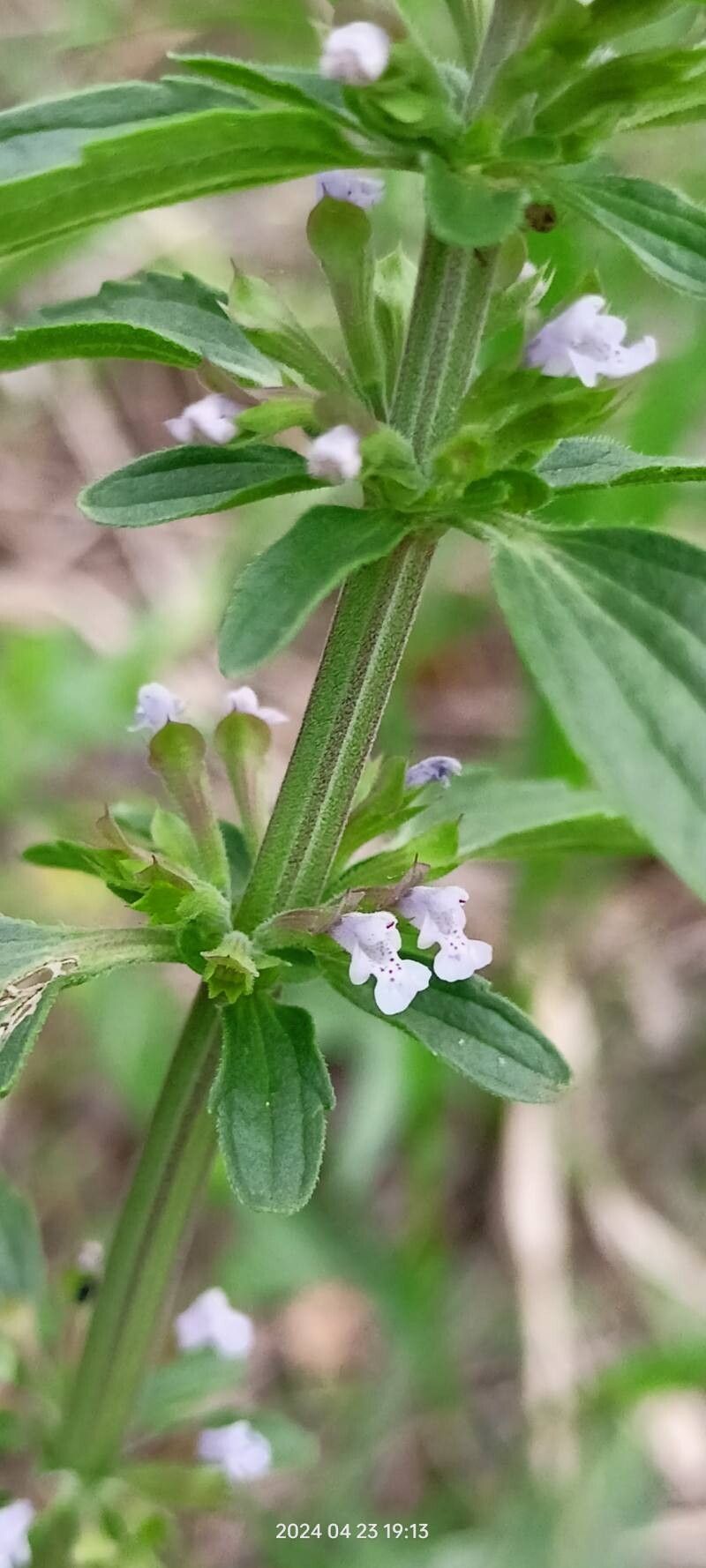 Dracocephalum triflorum flower