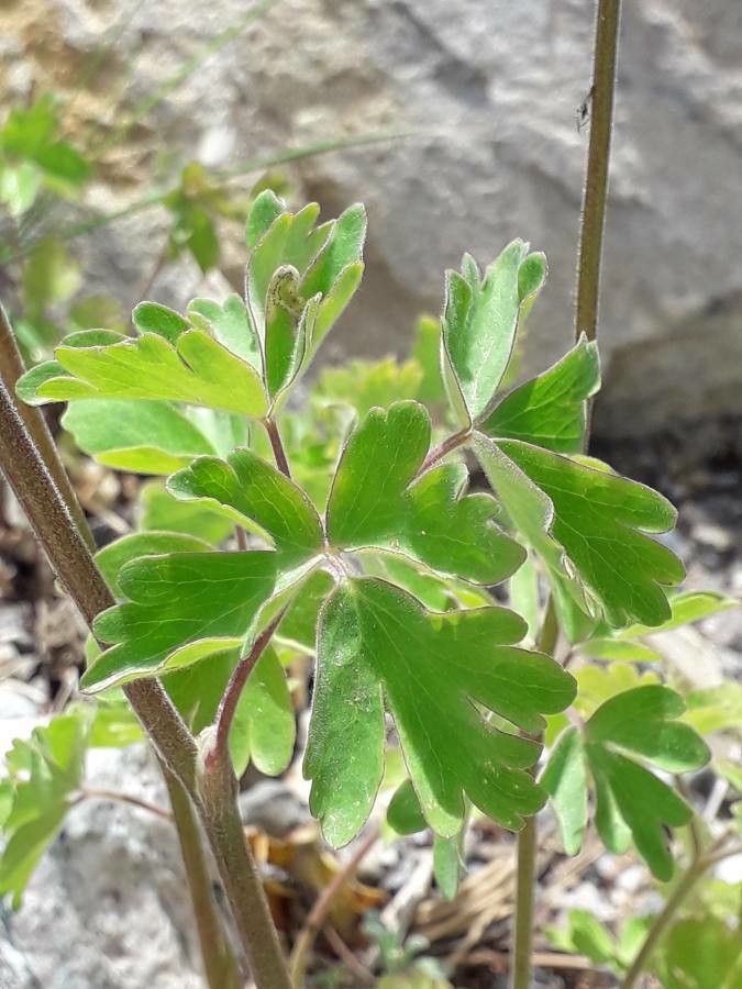 Aquilegia nevadensis — search result for 'Aquilegia'