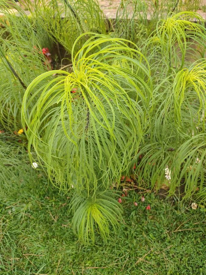 Helianthus salicifolius leaf