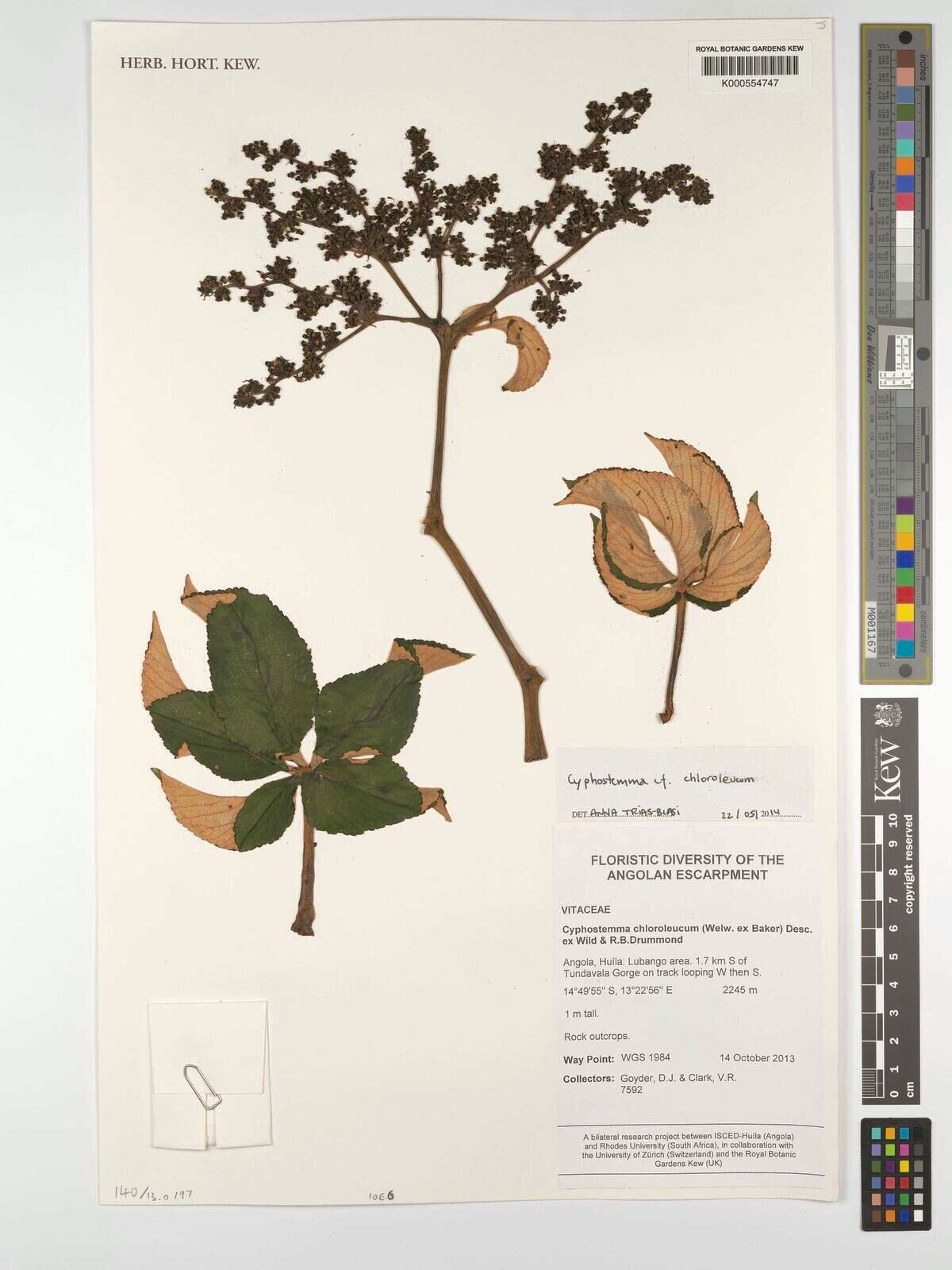 Cyphostemma chloroleucum — houseplant care guide