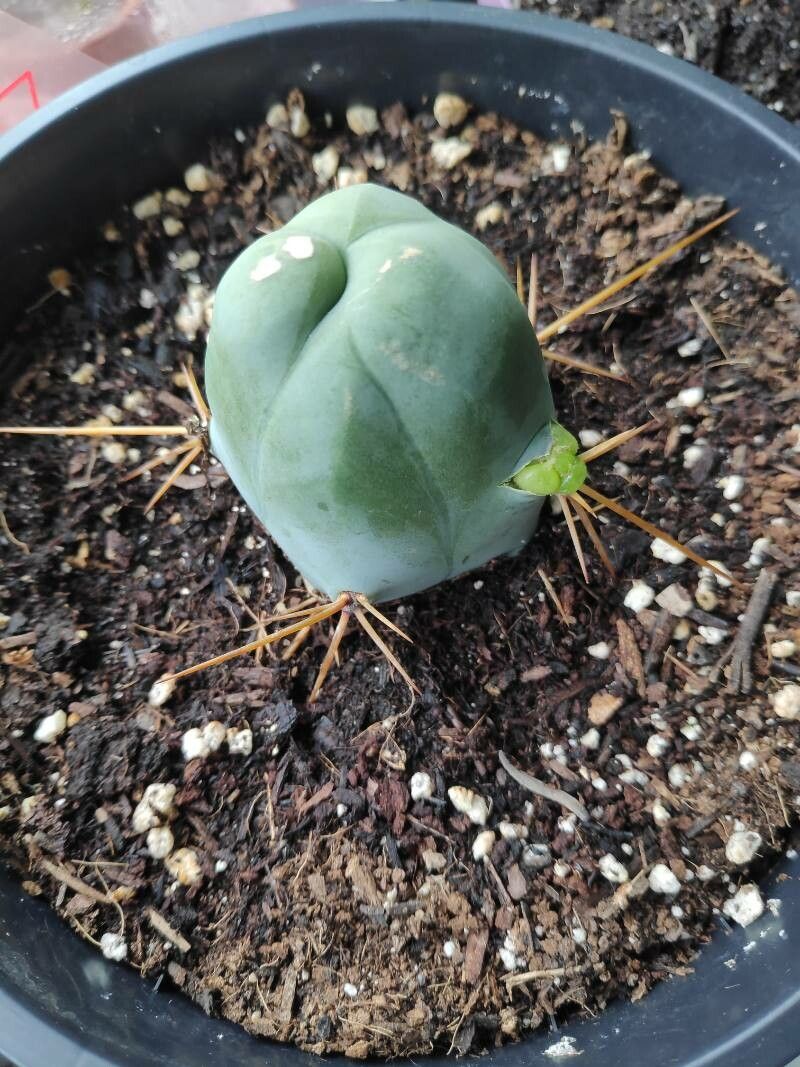 Echinopsis lageniformis