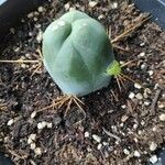 Echinopsis lageniformis