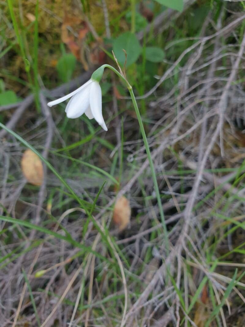 Acis trichophylla — search result for 'Amaryllidaceae'