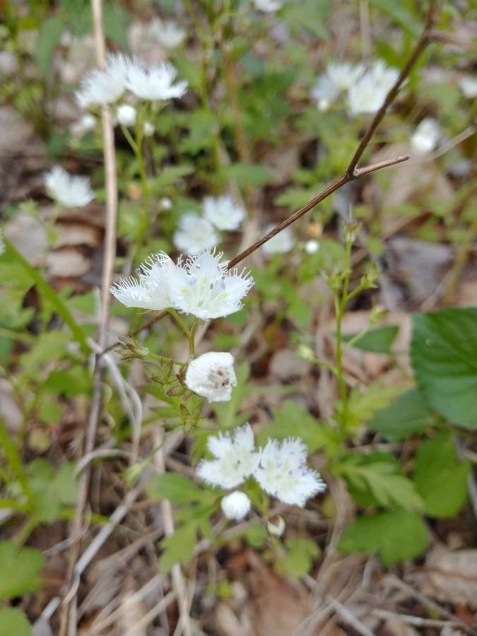 Phacelia fimbriata — search result for 'Phacelia'