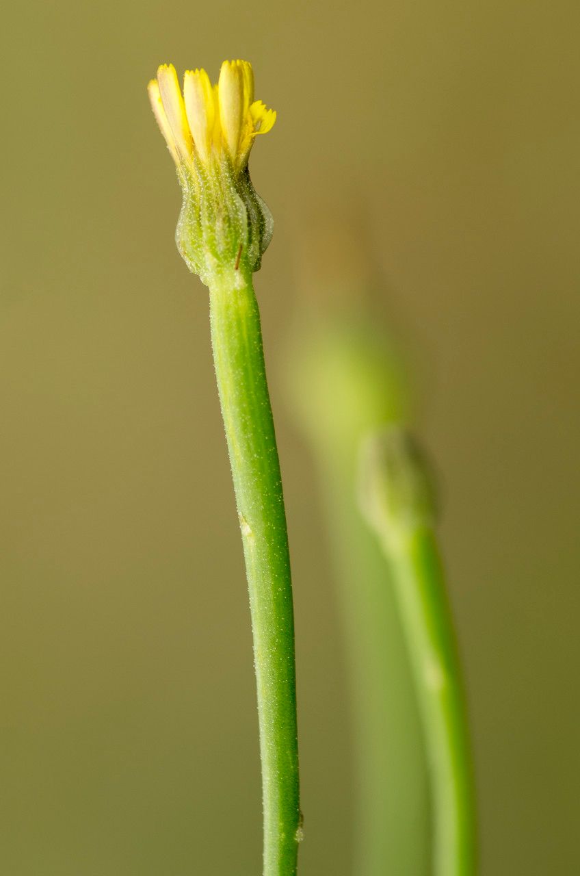 Arnoseris minima bark