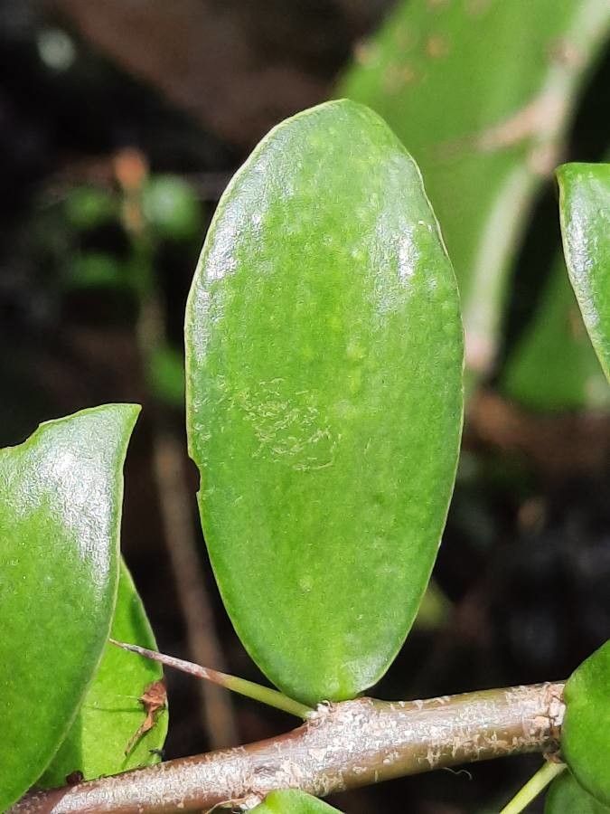 Pereskia lychnidiflora leaf