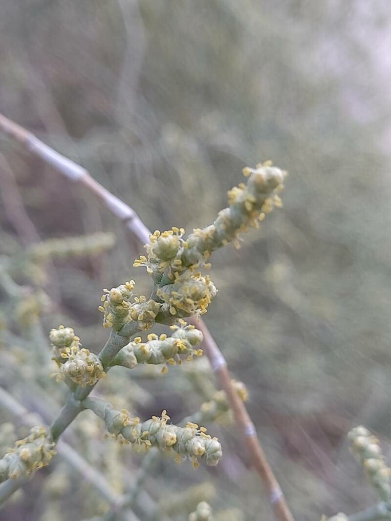 Haloxylon persicum flower