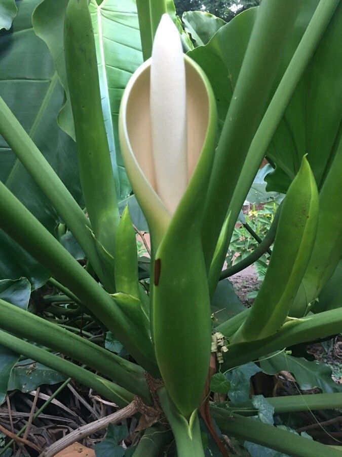 Thaumatophyllum solimoesense flower