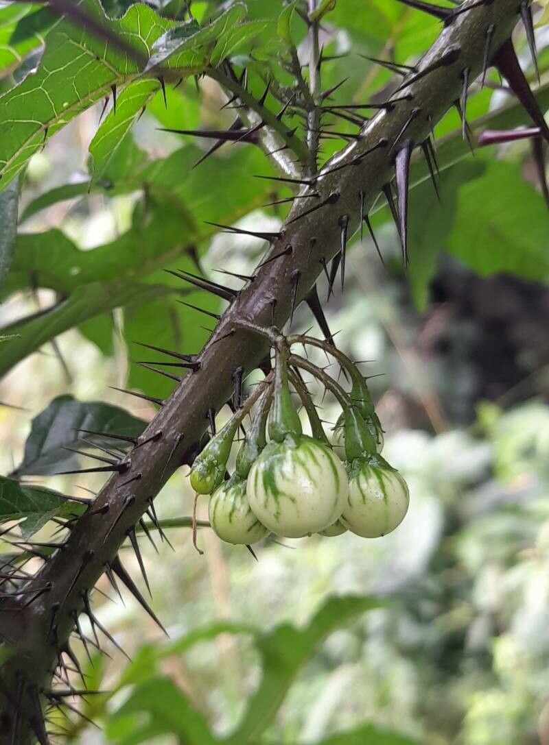 Solanum atropurpureum fruit