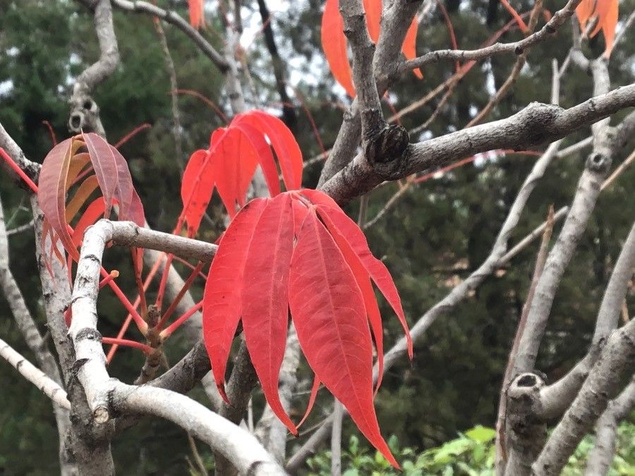 Rhus succedanea — search result for 'Rhus'
