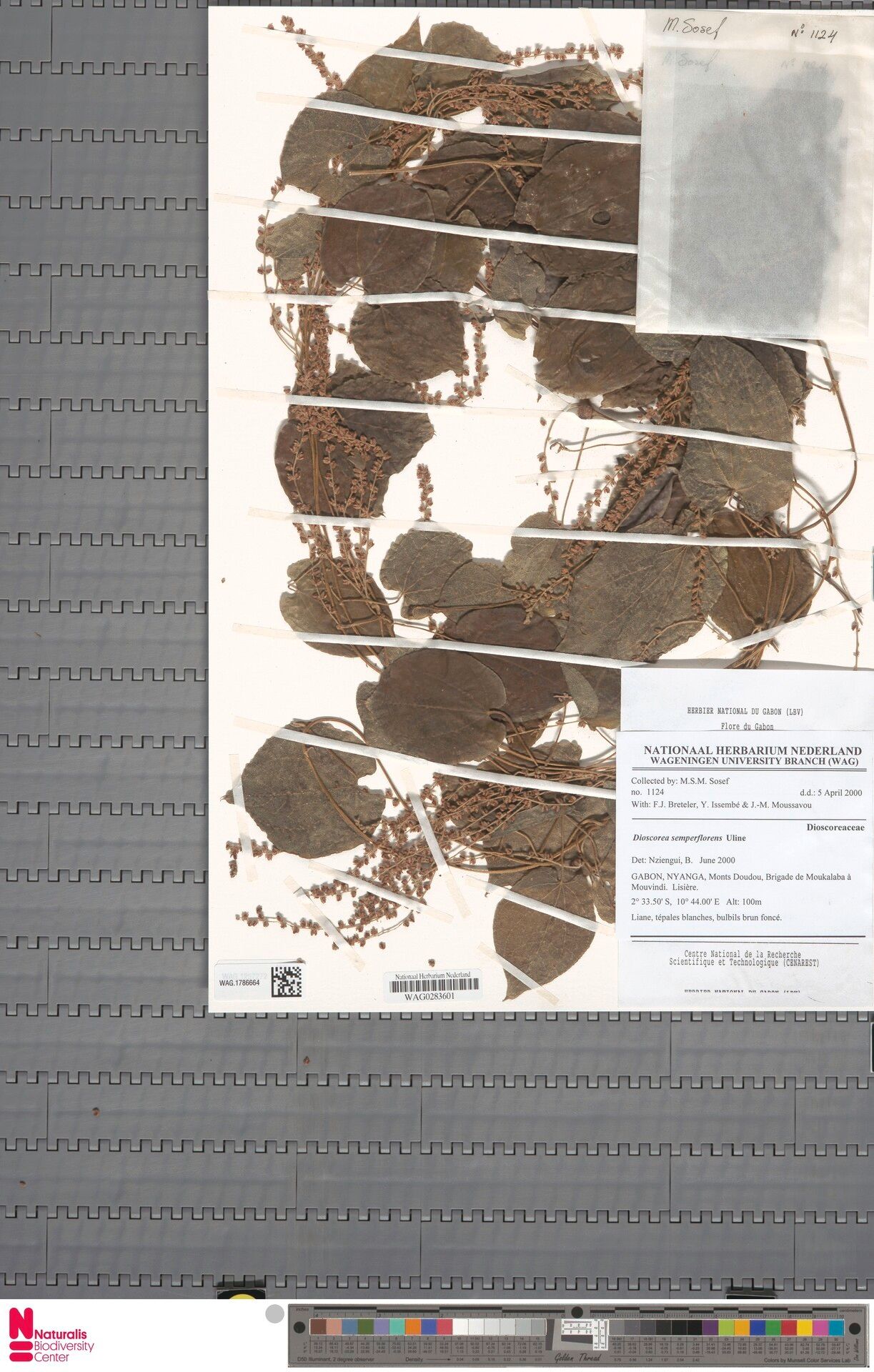 Dioscorea semperflorens — houseplant care guide