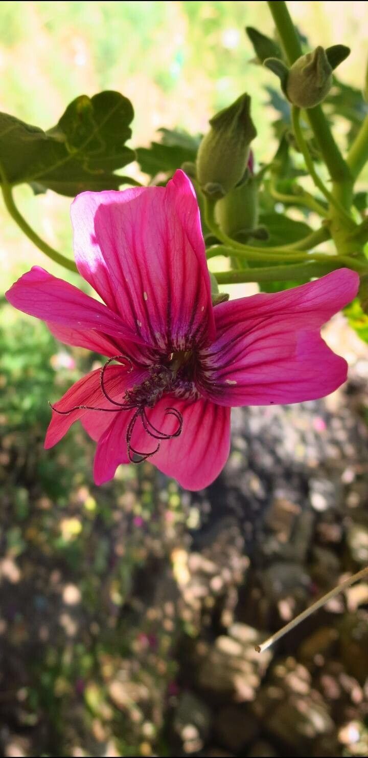 Malva assurgentiflora flower