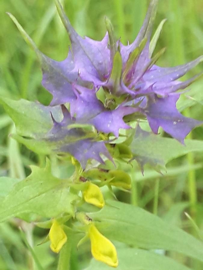 Melampyrum italicum — houseplant care guide