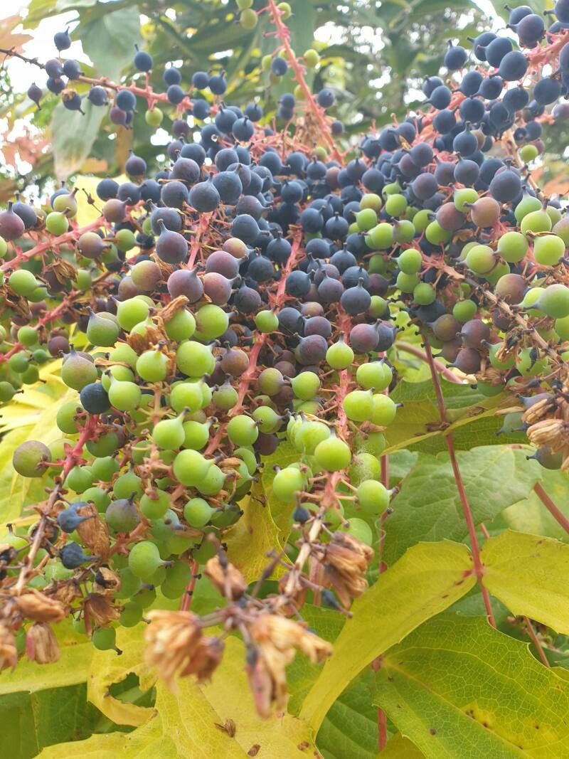 Berberis napaulensis fruit