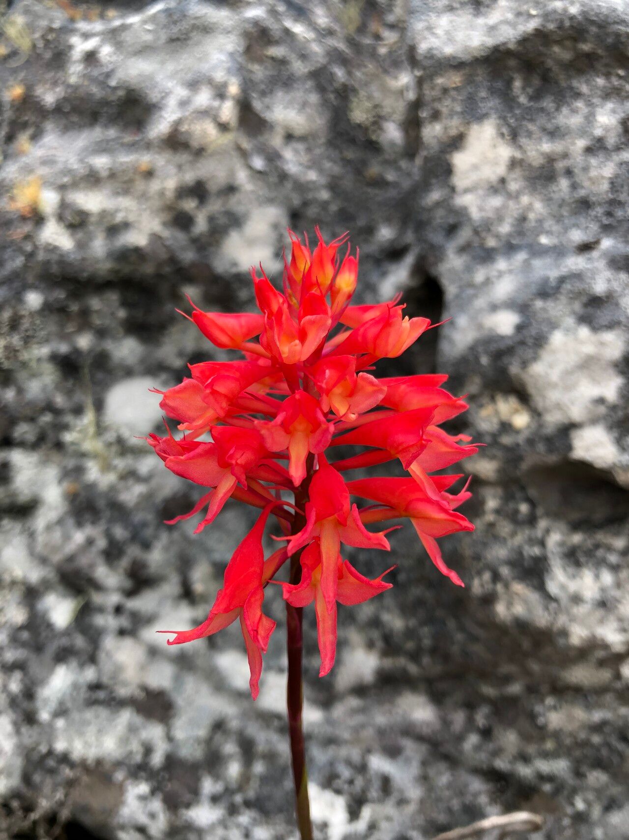 Disa ferruginea — houseplant care guide