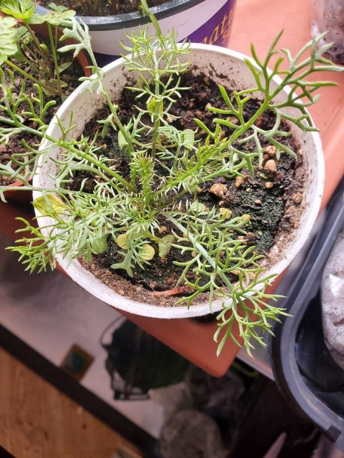 Matricaria recutita leaf