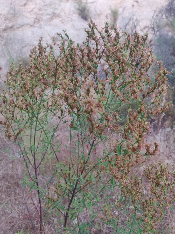 Hypericum corsicum — houseplant care guide