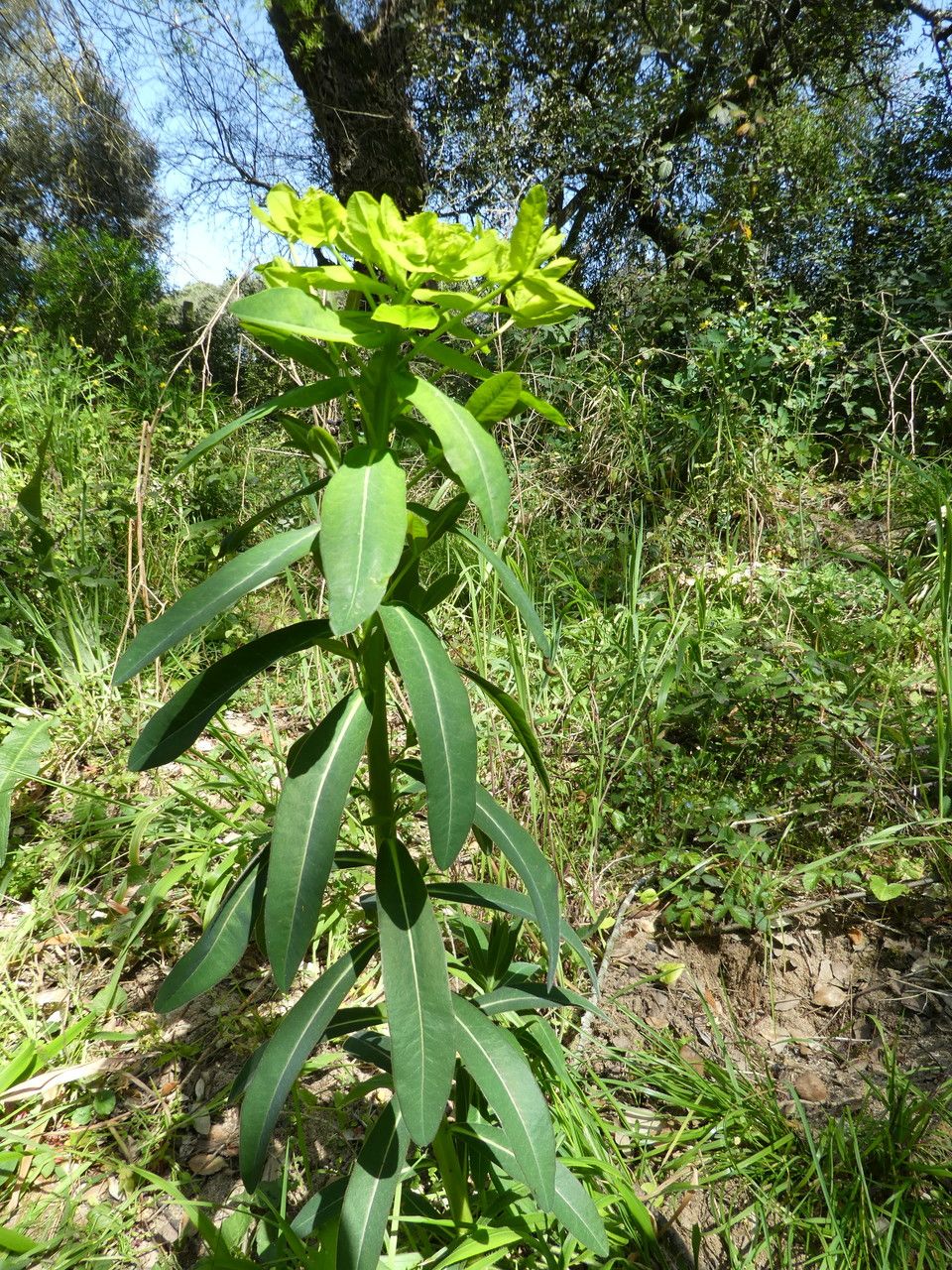 Euphorbia illirica bark