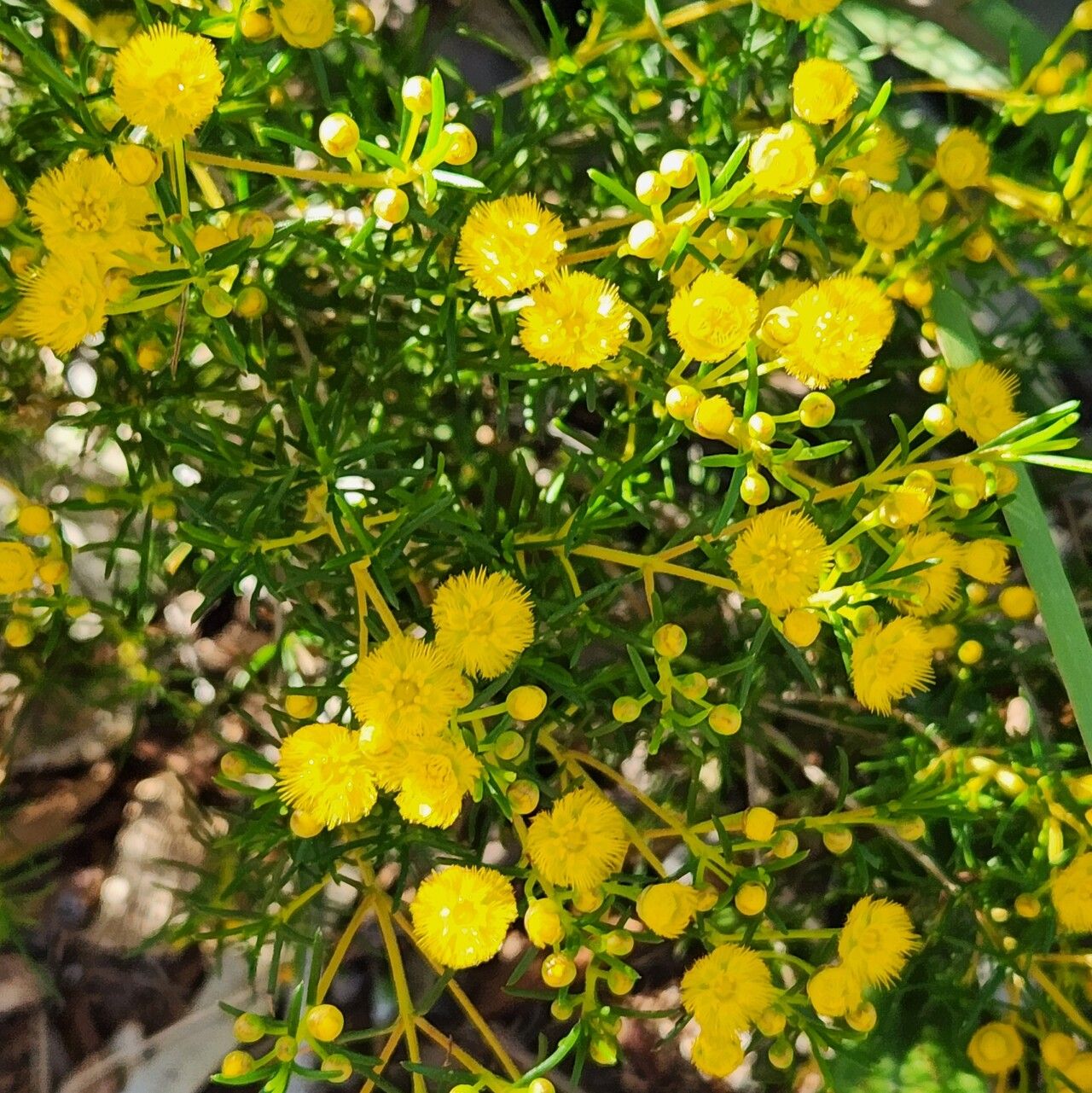 Verticordia chrysantha — related species from the same genus