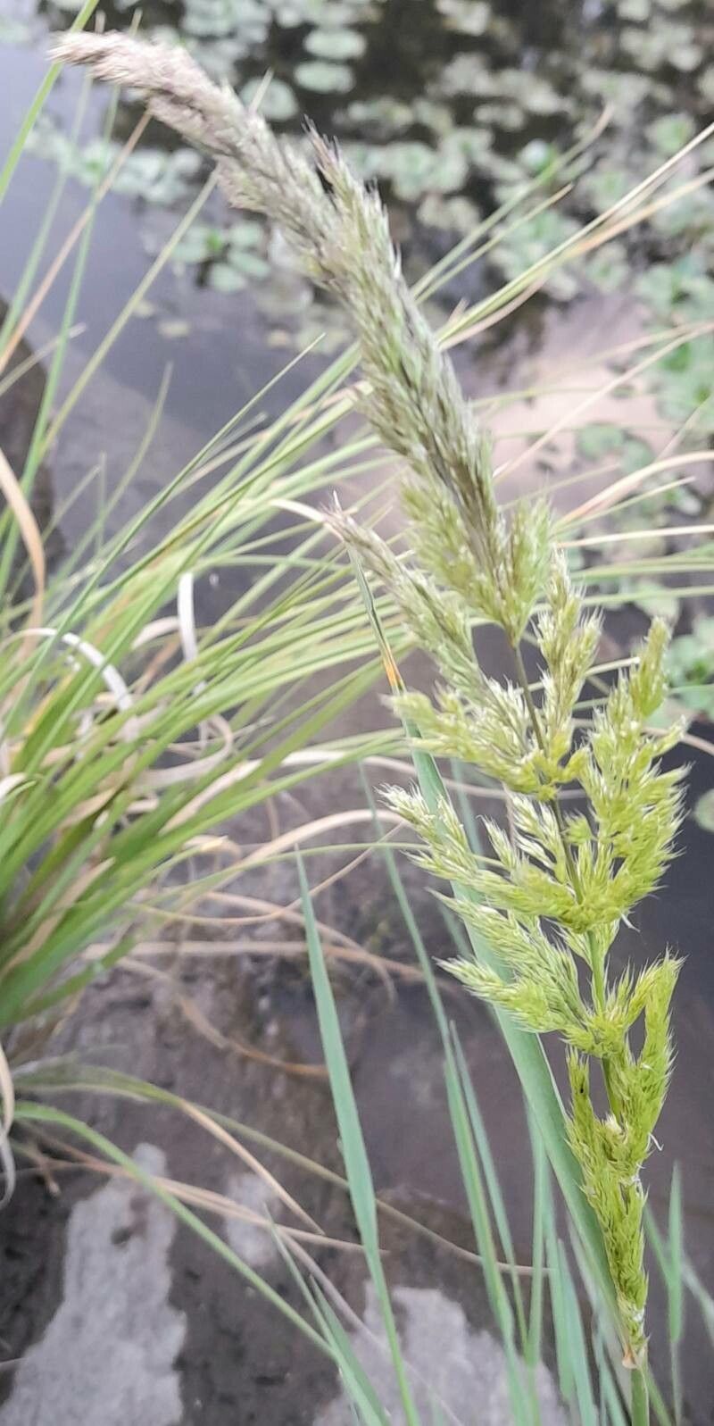 Polypogon chilensis — related species from the same genus