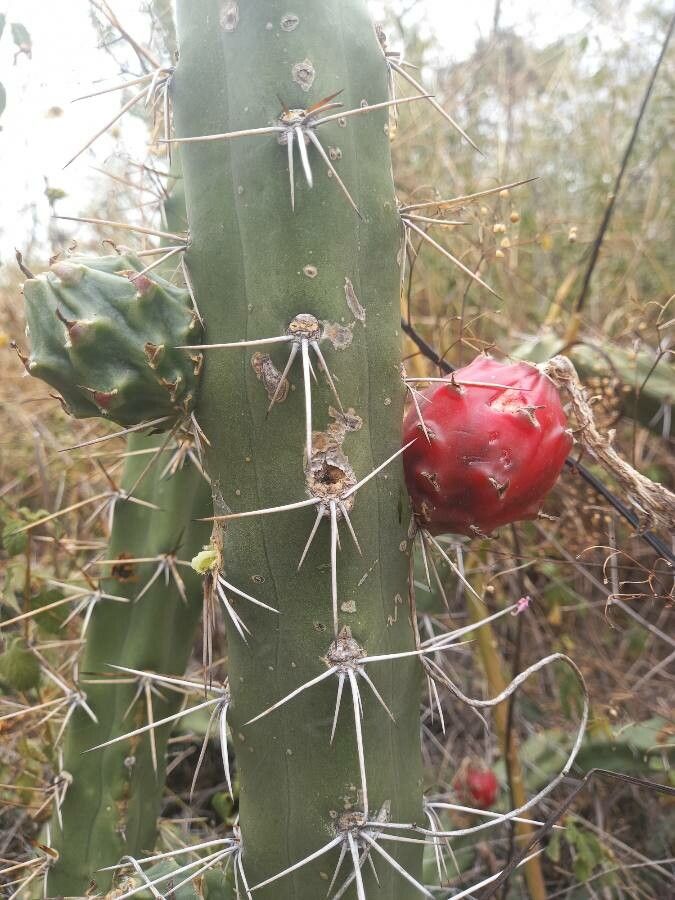Harrisia bonplandii fruit