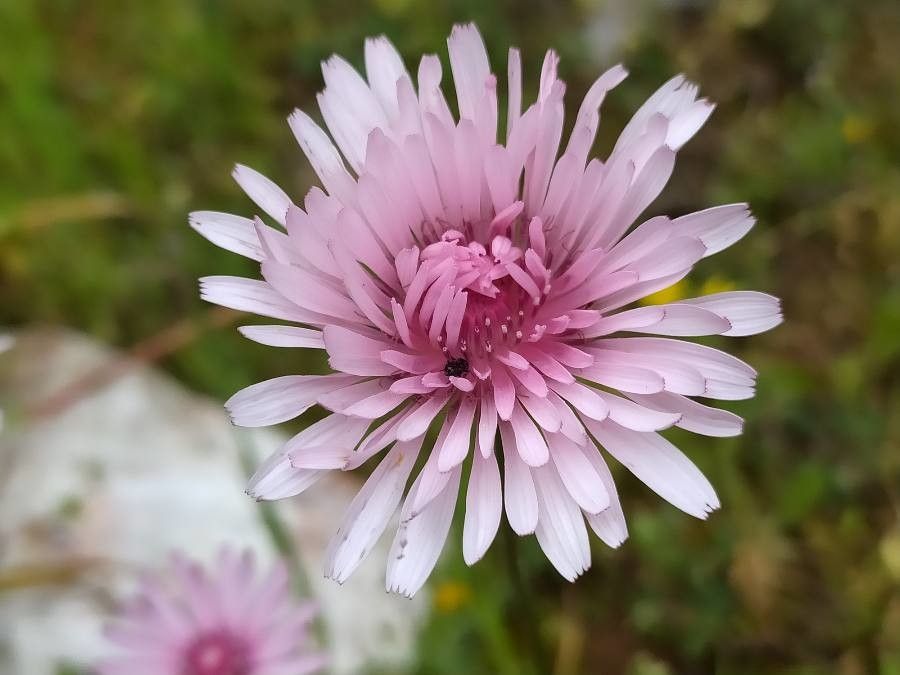 Crepis rubra flower
