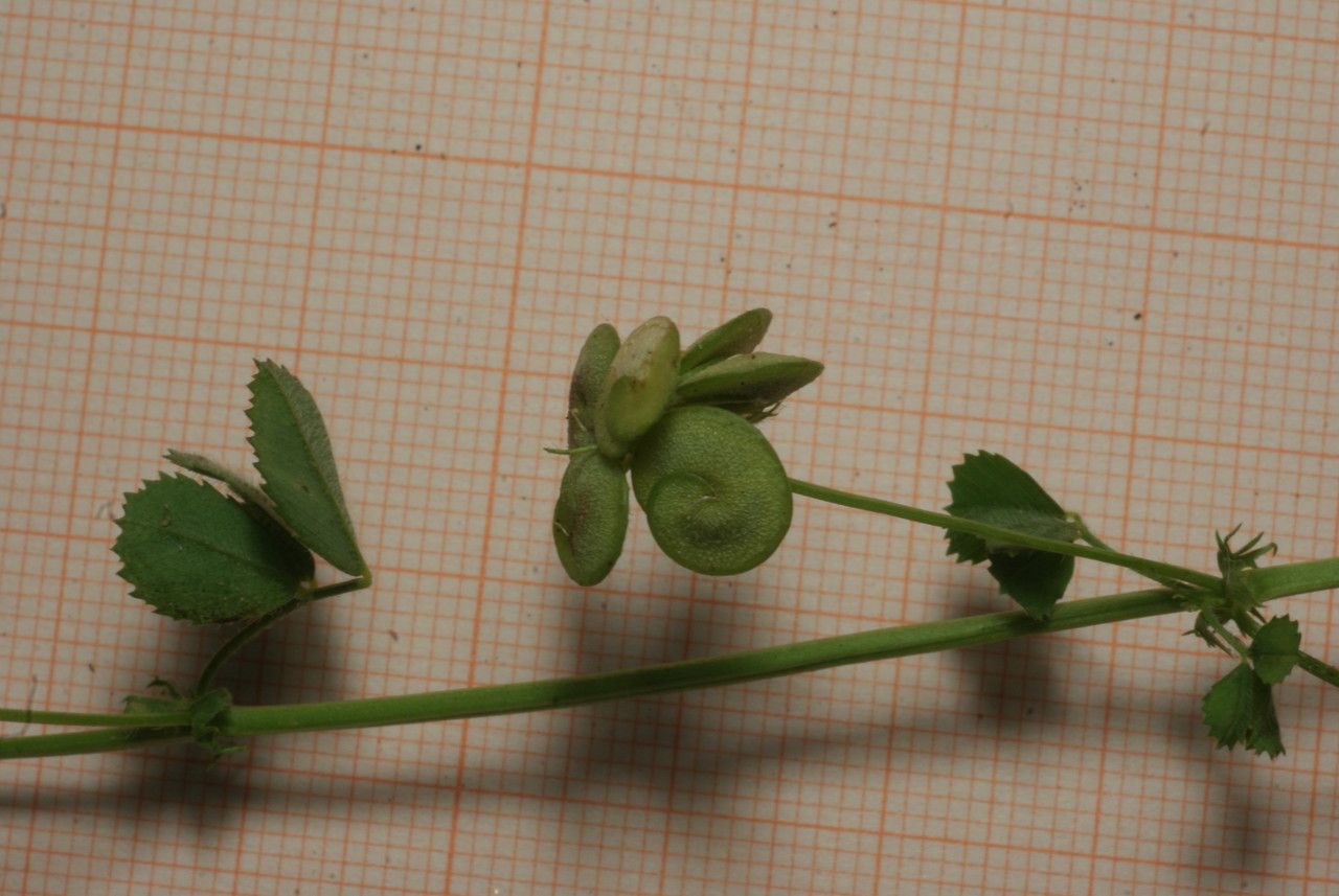 Medicago italica fruit