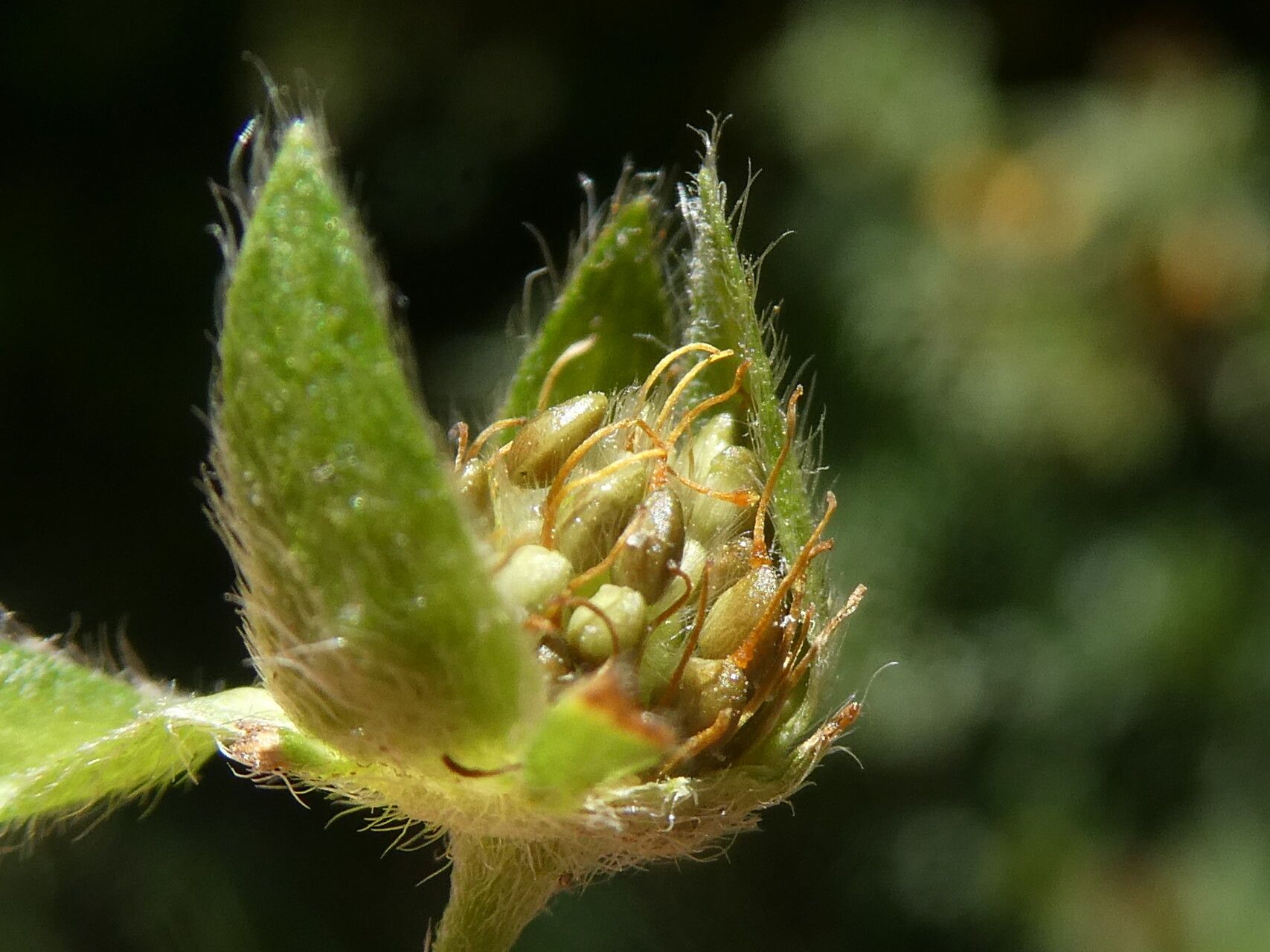 Potentilla pyrenaica fruit