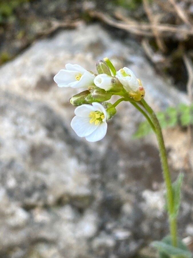 Arabis collina flower