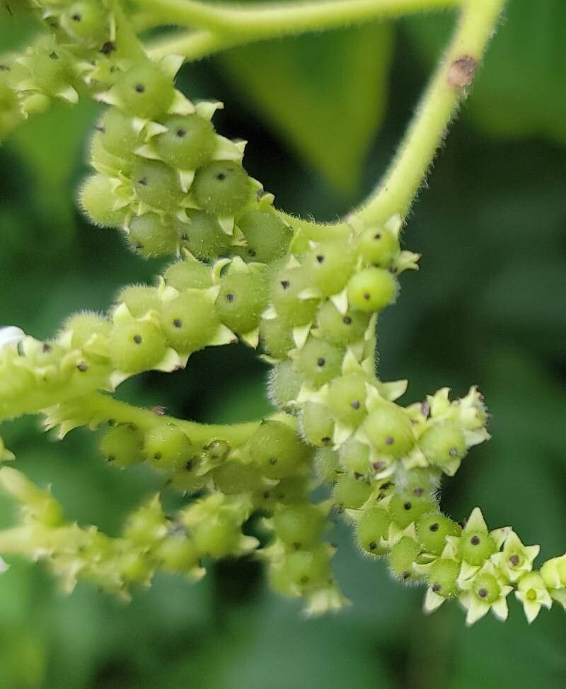Heliotropium verdcourtii fruit