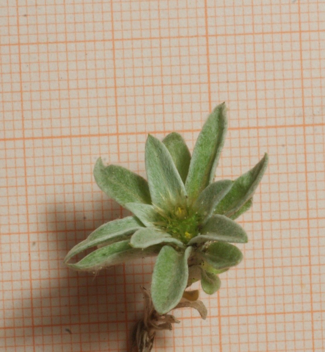 Filago asterisciflora — related species from the same genus