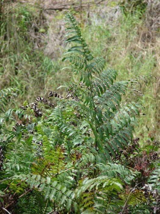 Diplazium esculentum habit